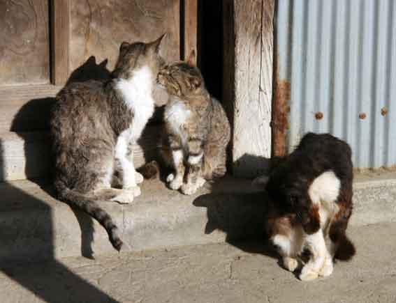 我が家のニャンコ♪2013/5/10-3