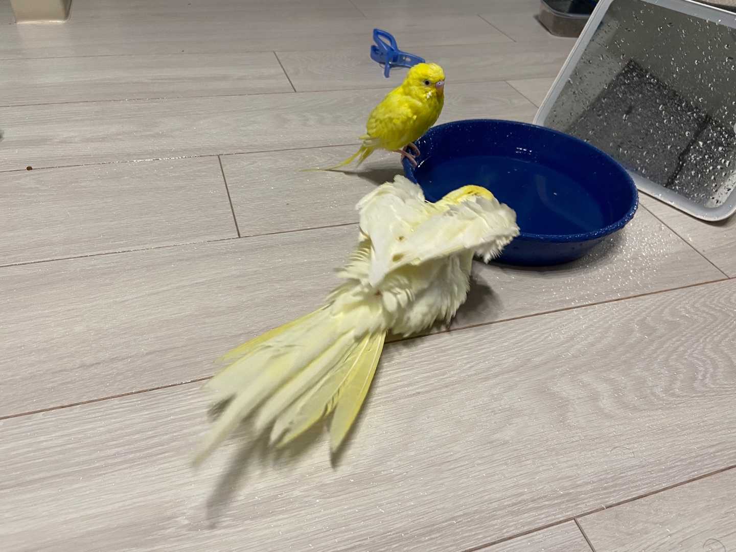 みんなで水浴び大会 セキセイインコてつお セキセイインコのいる暮らし 楽天ブログ