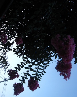 IMG_9664.JPG