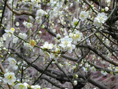 石山寺の梅