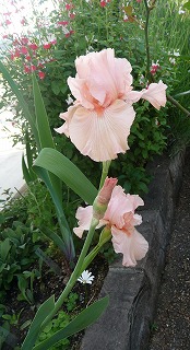 P1020732-ass.jpg