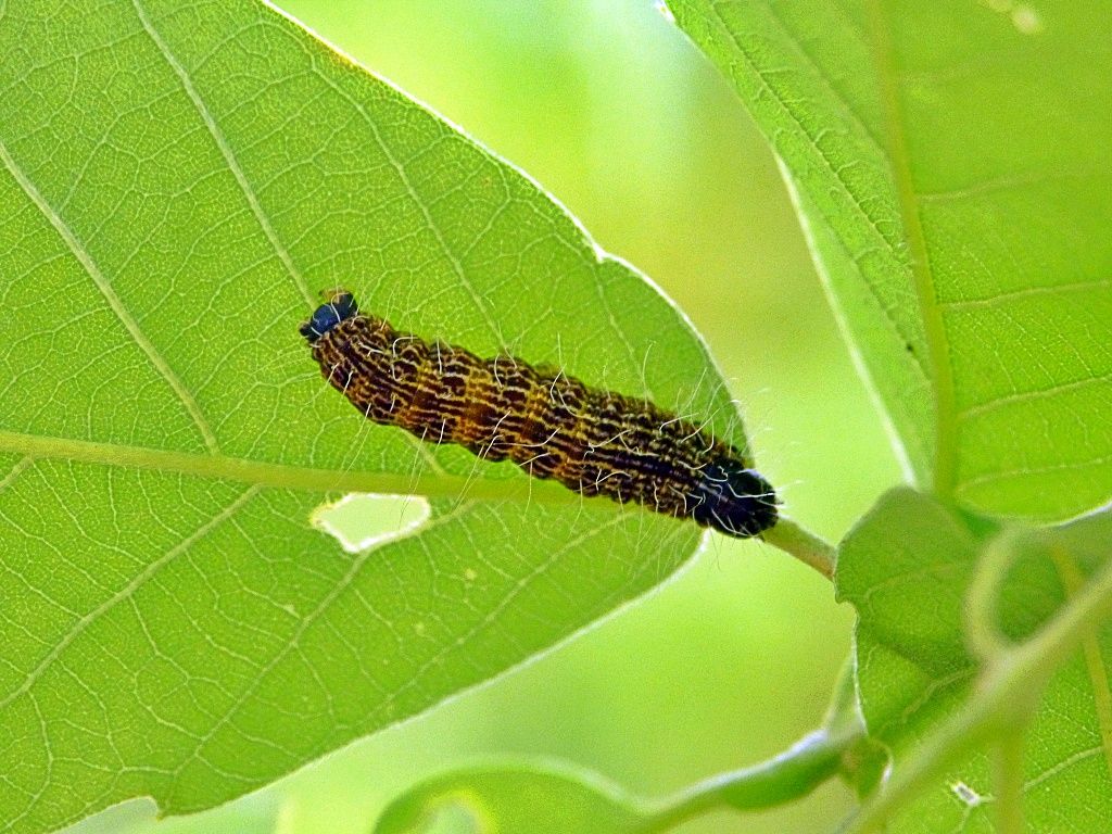 芋虫毛虫の記録 く ちゃんの自然観察記 楽天ブログ 芋虫毛虫の記録 く ちゃんの自然観察記 楽天ブログ