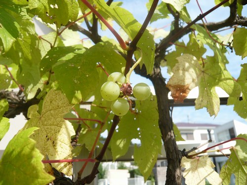 2葡萄7.29 500 1.jpg