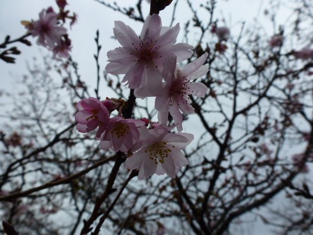 東京都西多摩郡にある奥多摩湖へ 寒桜 カンザクラ 写真あり 私の好きな花 楽天ブログ