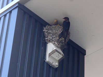 H様邸　ツバメ２