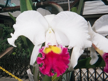 C. warscewiczii 'Frau Melanie Beyrodt' FCC/RHS ? 1998