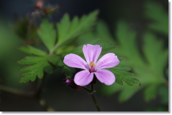 実家の庭-13 ヒメフウロ 16.4.25