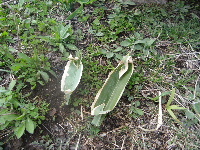 2012_050880049.JPG