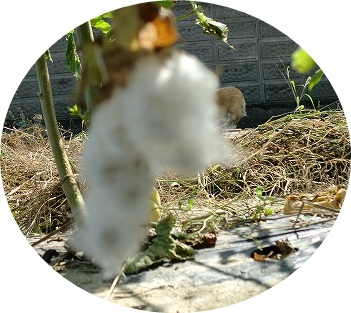 s-CIMG4750-crop.jpg
