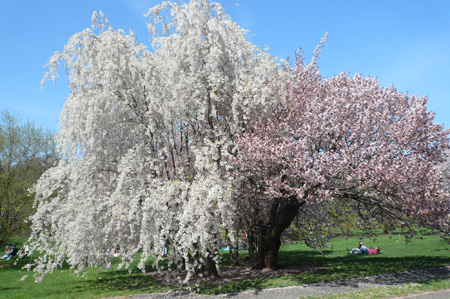 Cherry03.jpg