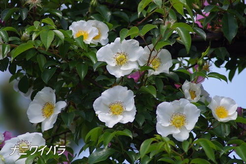 フラワーセンター大船植物園にて