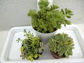 多肉植物