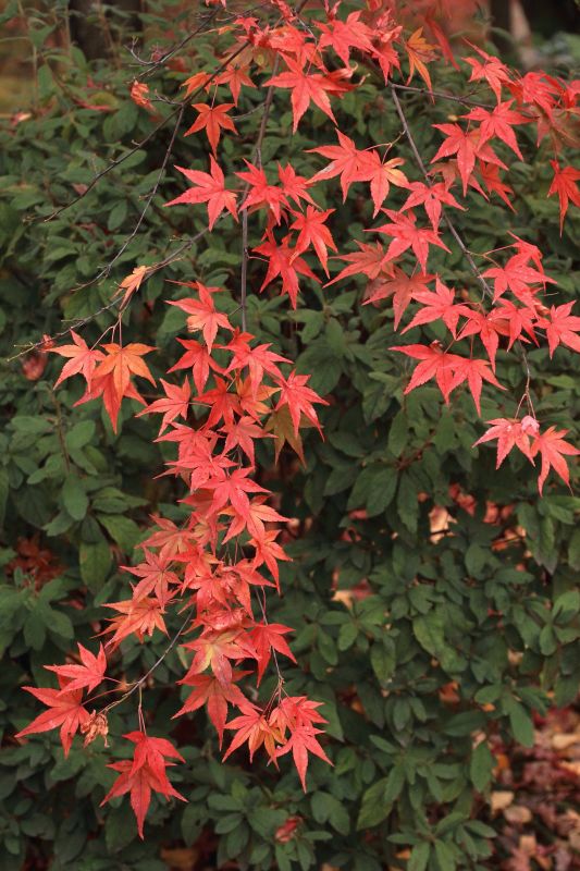 常寂光寺_009.jpg