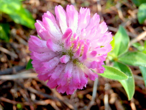 赤詰草の花