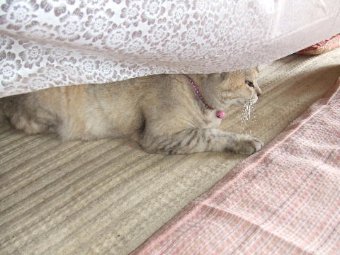 猫9.JPG