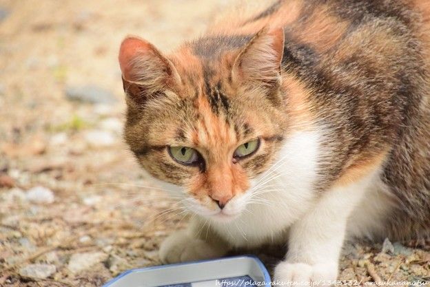 WHOはコロナウイルスが依然として進化していることを遺憾に思い、パンデミックはまだ終わっていないことを警告