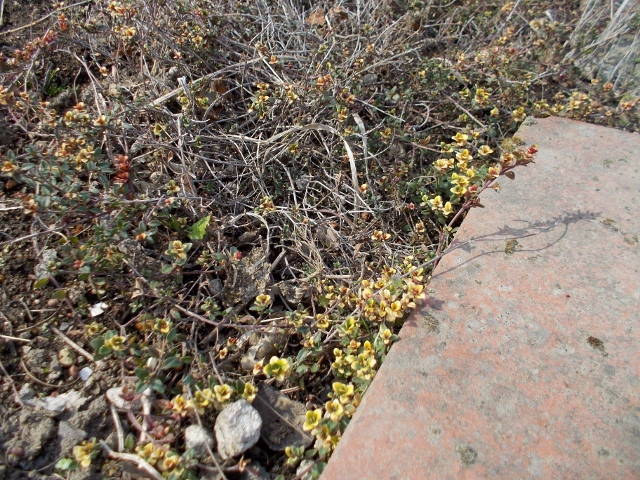 DSCN0302 (640x480).jpg