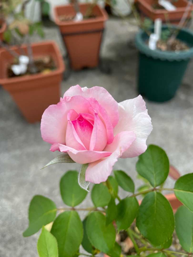 球根倍増と芽吹いたラナンキュラス ラックス ばらと猫とフラメンコ 楽天ブログ
