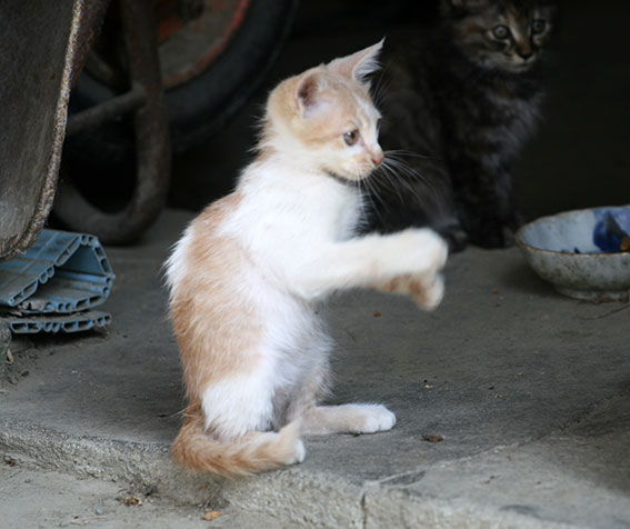 我が家のニャンコ♪2014/12/18-3