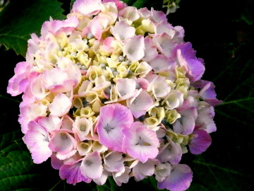 紫陽花　6.4　2015