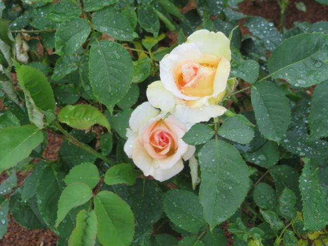 踏んだり蹴ったりの昨日と大忙しの雨上がりの庭とミニバラ ばぁばの薔薇の花園 楽天ブログ