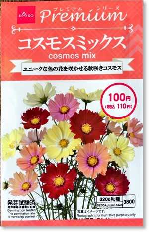 ダイソーのコスモスと春菊の種 その後 末摘む花の雑記帳 楽天ブログ