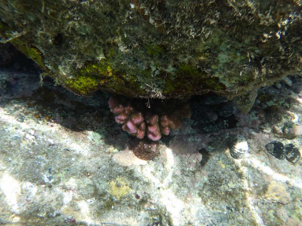 串本磯採集2023年8月上旬12　ハナヤサイサンゴ（Pocillopora damicornis）