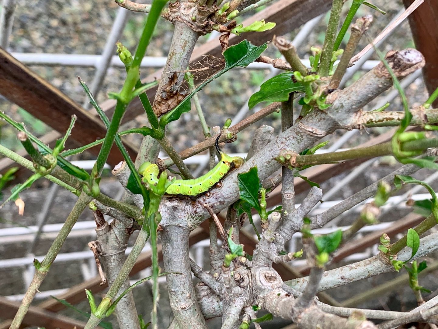 うちの花も撮影 と思ったら クチナシが青虫に食べつくされていた ネメシア アメリカンブルー 撫子など Music Land 私の庭の花たち 楽天ブログ