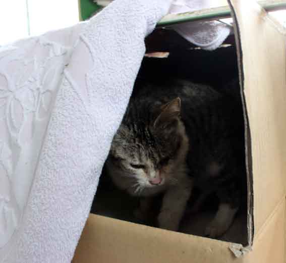 我が家のニャンコ♪2014/02/12-2