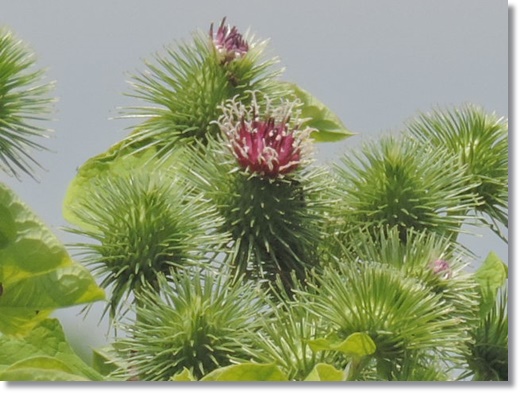 RSCN9898.JPG