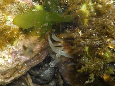 和歌山磯採集2015年3月上旬7　オオタマウミヒドラ（Hydrocoryne miurensis）