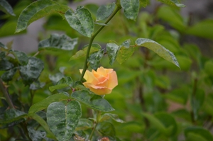 2012年6月 014.jpg