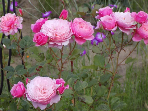 DSCN3638.JPG