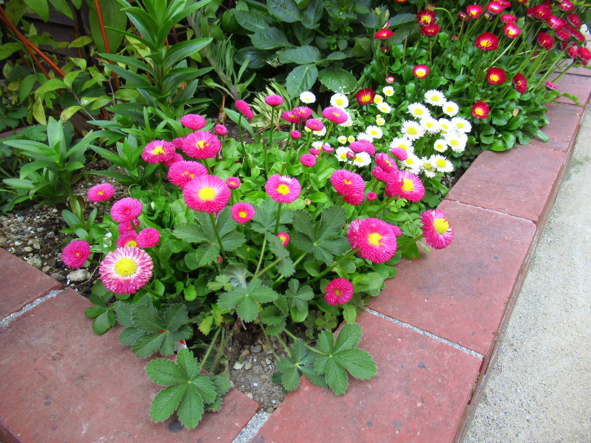 四季バラ ジャンヌダルクが咲きましたよ ー かにゃかにゃガーデン 楽天ブログ