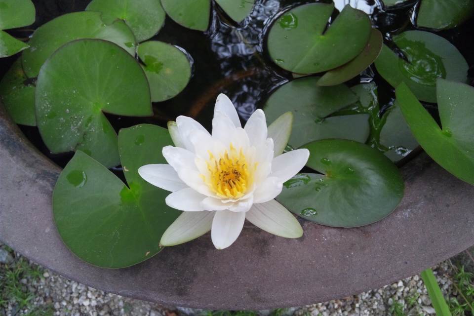 睡蓮開花