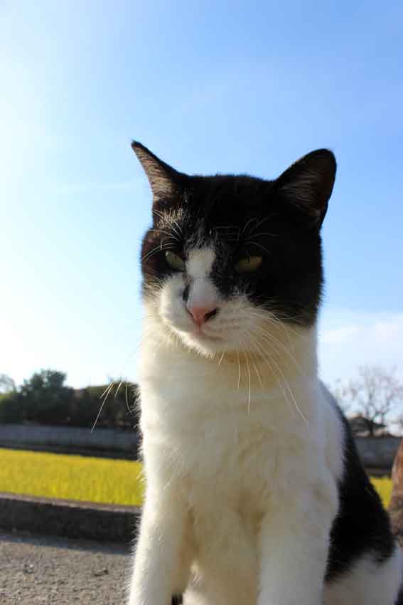 我が家のニャンコ♪2013/11/18-2