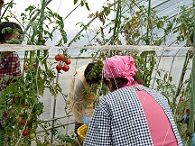 野菜収穫中ブログ用.jpg