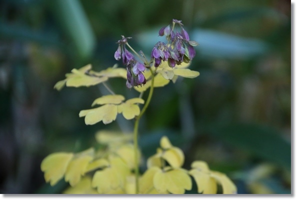 栂池自然園-48 カラマツソウ 15.10.2