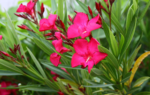 キョウチクトウ　27.6.8-3_edited-1.jpg