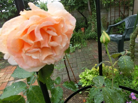 薔薇パフビューティ