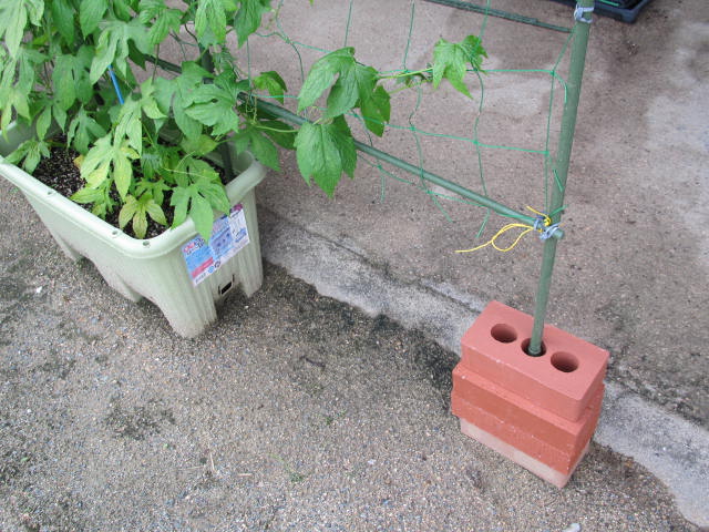 オキナワスズメウリのネット張り（2016）