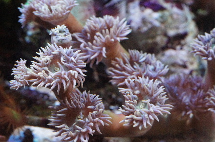 2014_0703ｳｲｽｶｰｽﾞ0004.JPG