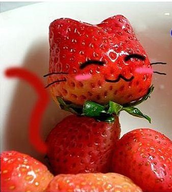イチゴ猫