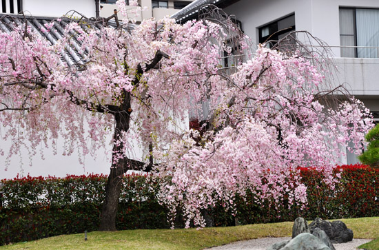 桜５