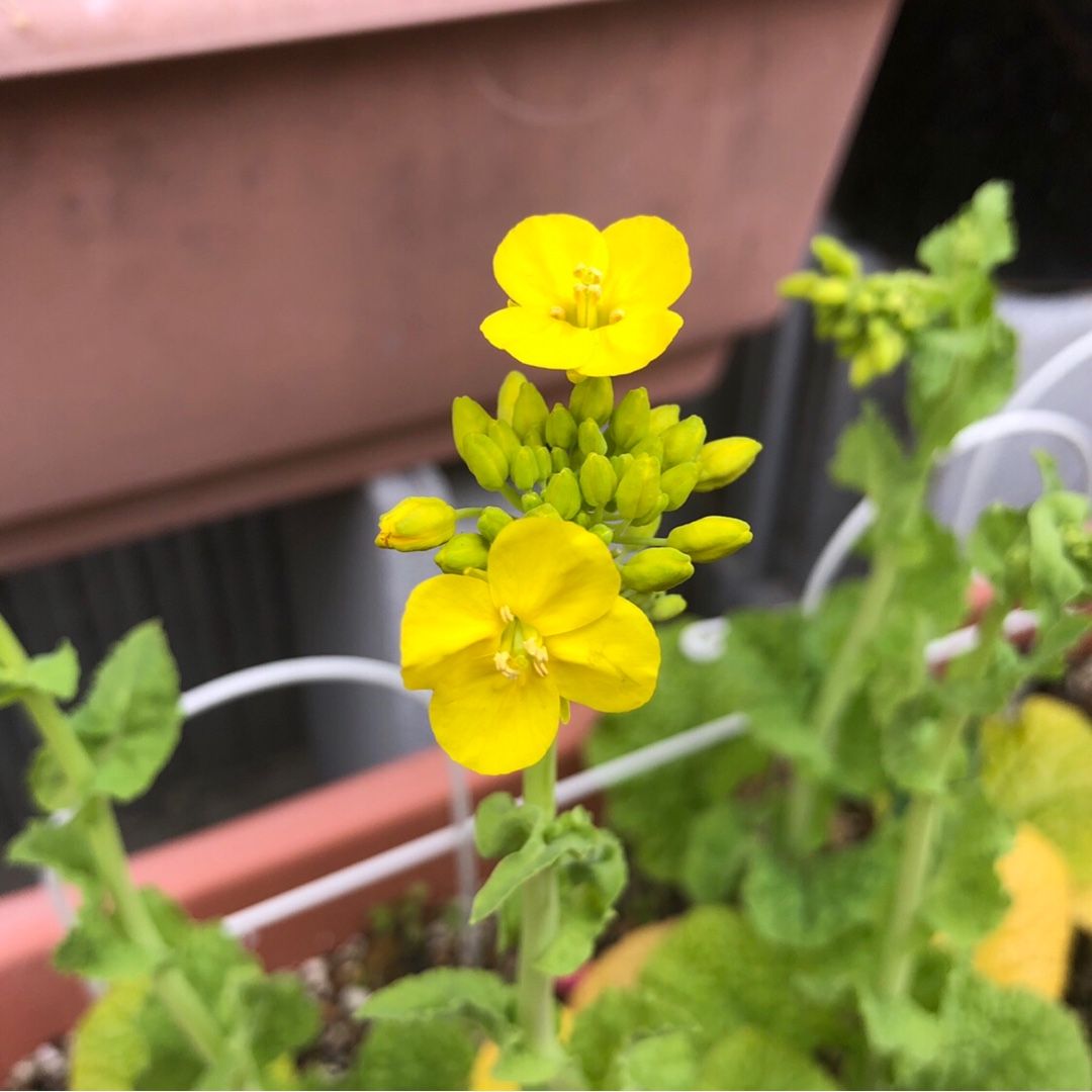 植物 の記事一覧 犬と旦那とiga ニャン 楽天ブログ