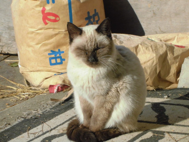 CIMG3463.JPG