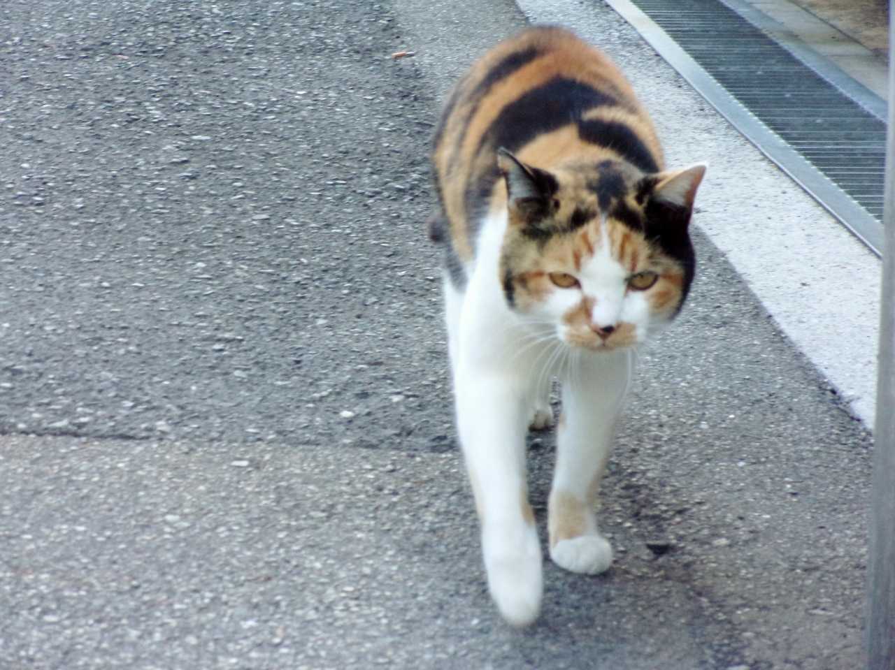 強風でなければ 暖かかったニョに の巻 人さまのネコ 楽天ブログ