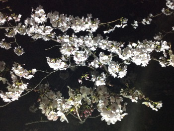 夜桜.jpg