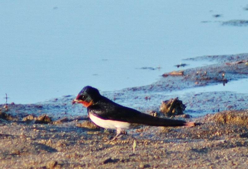 IMG_1787 (800x545).jpg