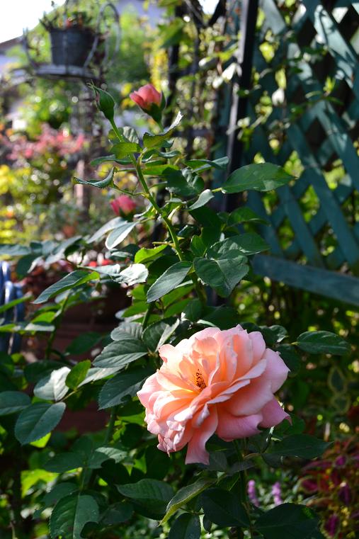 DSC_0555.JPG